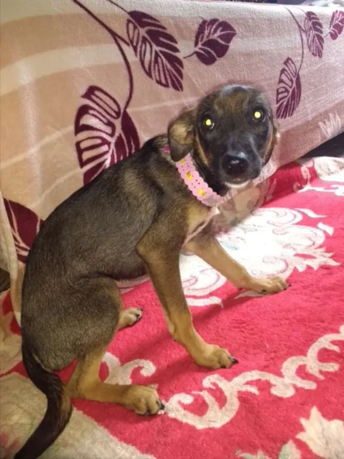 Cachorro ra a SRD idade 2 a 6 meses nome Pandora 