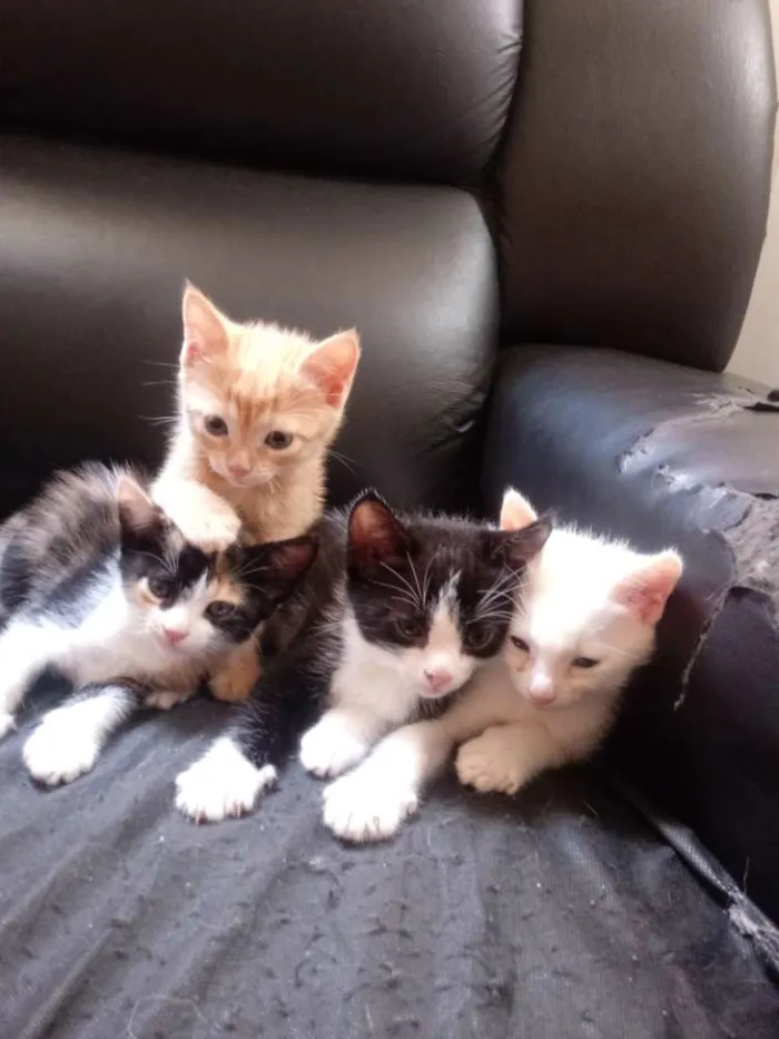 Gato raça Sem raça idade Abaixo de 2 meses nome Sem nome