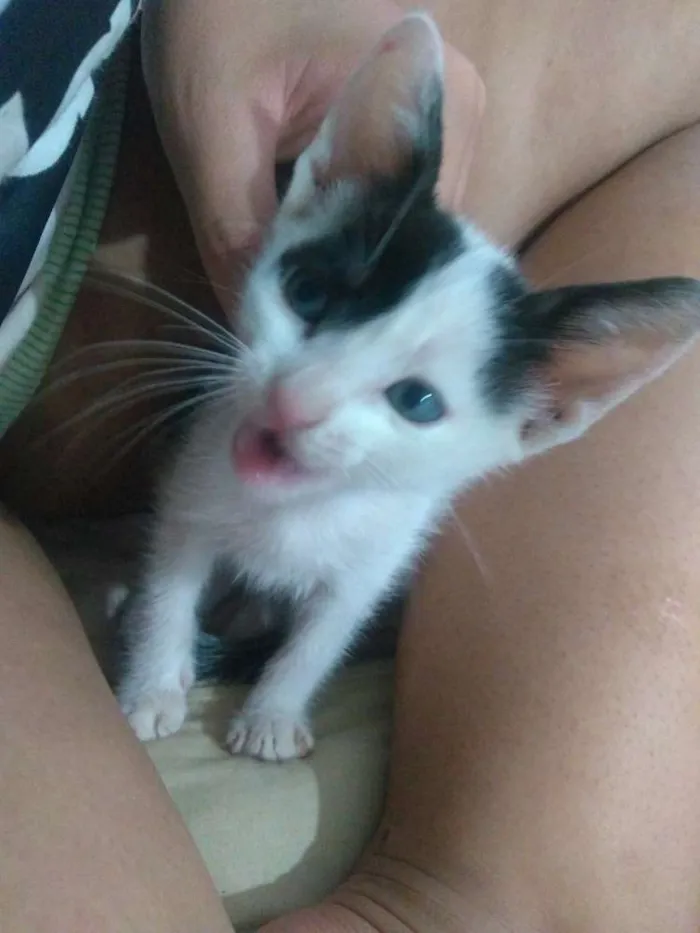 Gato ra a Vira lata  idade Abaixo de 2 meses nome Chico
