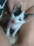 Chico