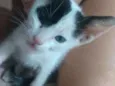 Chico