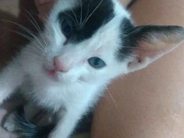 Gato ra a Vira lata  idade Abaixo de 2 meses nome Chico