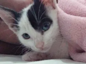 Gato raça Vira lata  idade Abaixo de 2 meses nome Chico