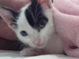 Chico