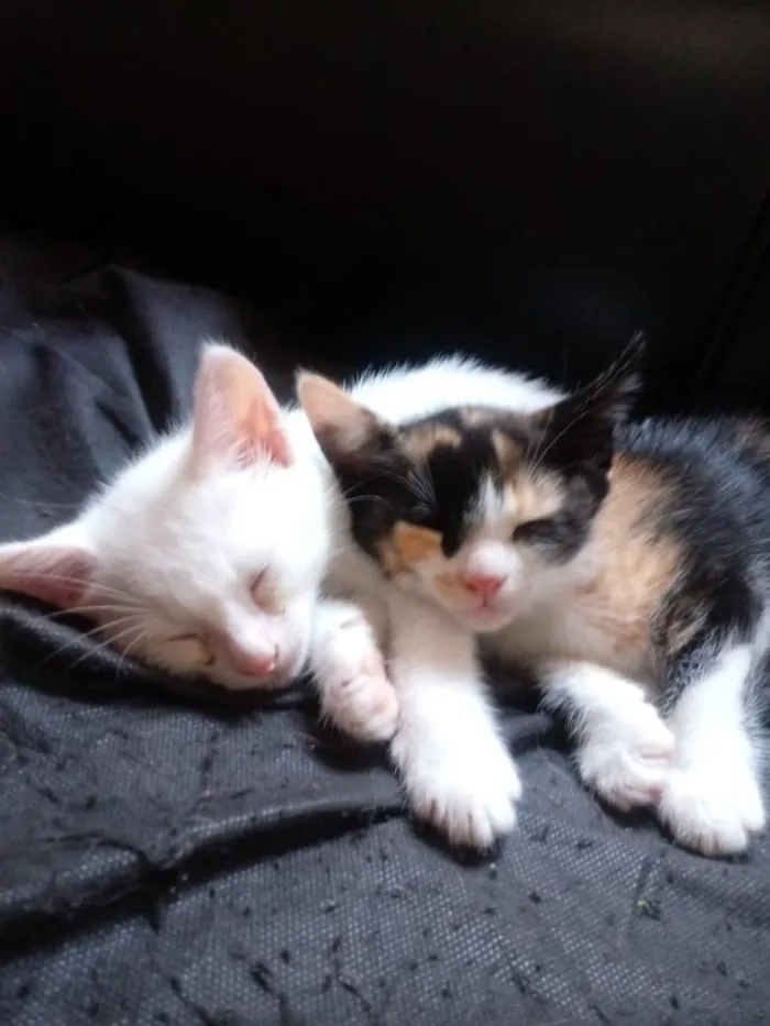 Gato raça Sem raça idade Abaixo de 2 meses nome Sem nome