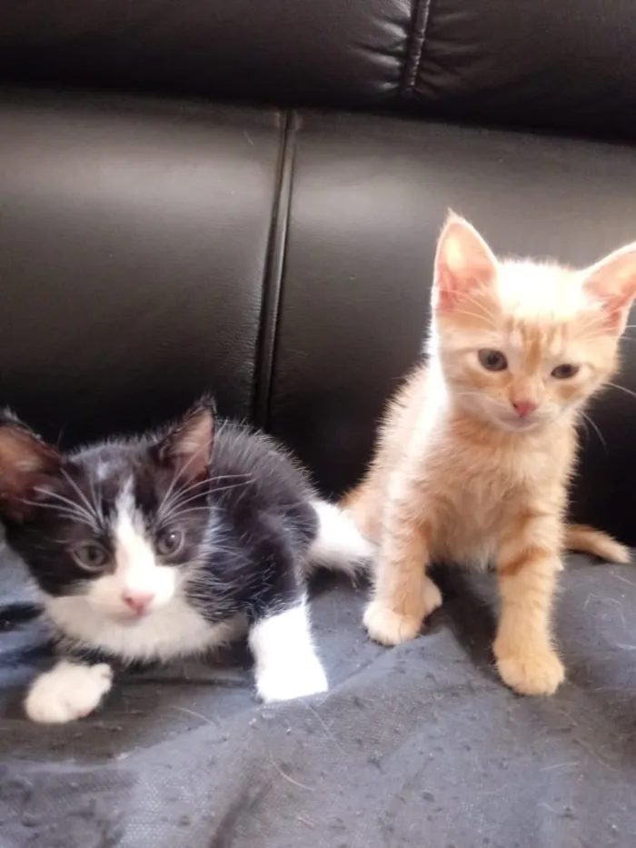Gato raça Sem raça idade Abaixo de 2 meses nome Sem nome