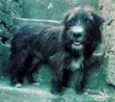 Max ( peludo )