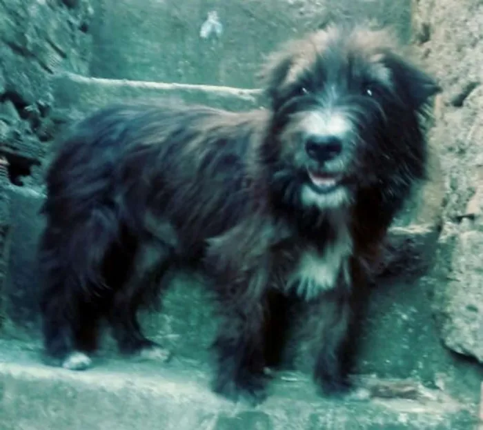 Cachorro ra a  idade  nome Max ( peludo )