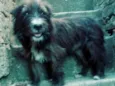 Max ( peludo )