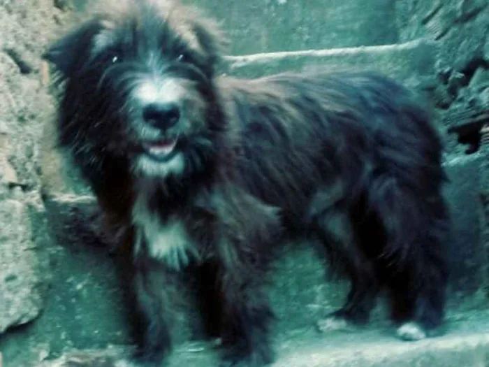 Cachorro ra a  idade  nome Max ( peludo )