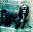 Max ( peludo )