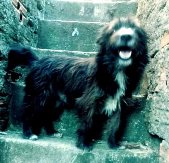 Cachorro ra a  idade  nome Max ( peludo )