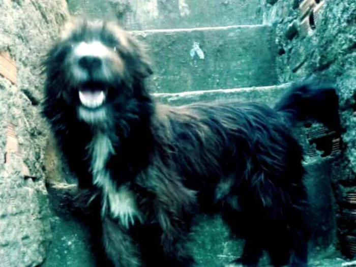 Cachorro ra a  idade  nome Max ( peludo )