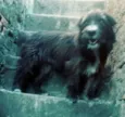 Max ( peludo )
