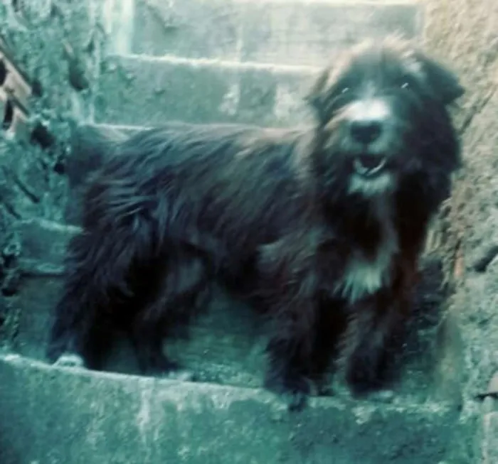 Cachorro ra a  idade  nome Max ( peludo )