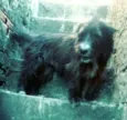 Max ( peludo )
