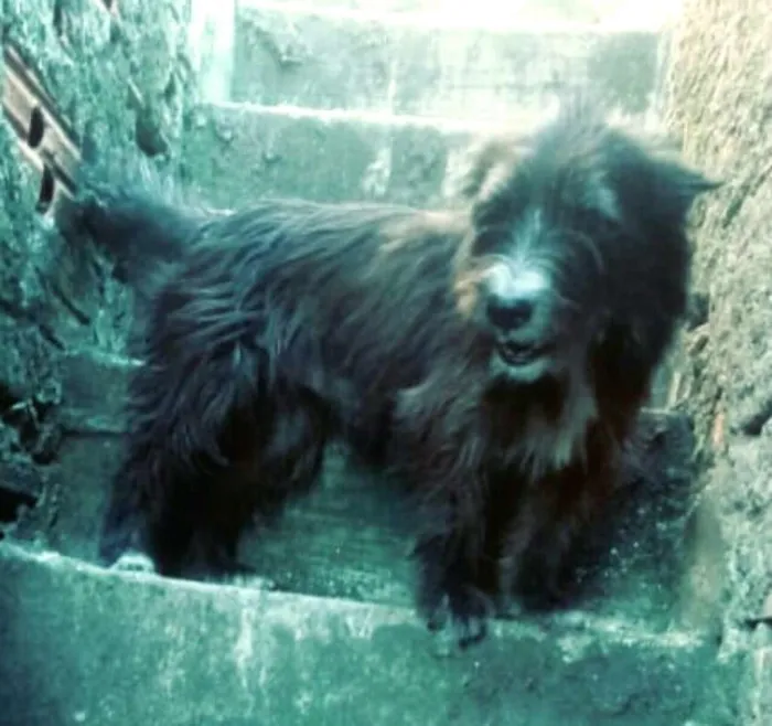 Cachorro ra a  idade  nome Max ( peludo )