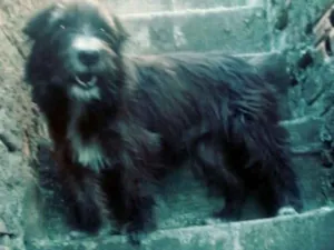 Cachorro raça  idade  nome Max ( peludo )