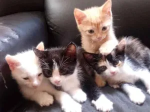 Gato raça Sem raça idade Abaixo de 2 meses nome Sem nome
