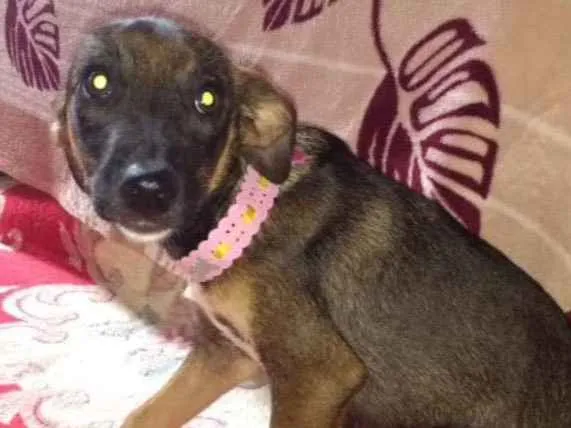 Cachorro ra a SRD idade 2 a 6 meses nome Pandora 