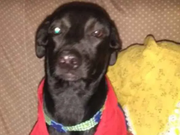 Cachorro ra a SRD idade 7 a 11 meses nome Rubi 
