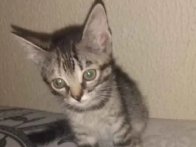 Gato ra a SRD idade 2 a 6 meses nome Cristal 