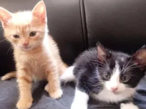 Gato raça Sem raça idade Abaixo de 2 meses nome Sem nome 