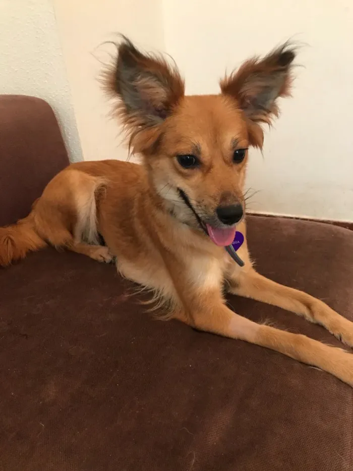 Cachorro ra a SRD idade  nome Amendoa