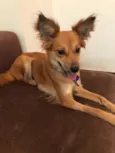 Amendoa