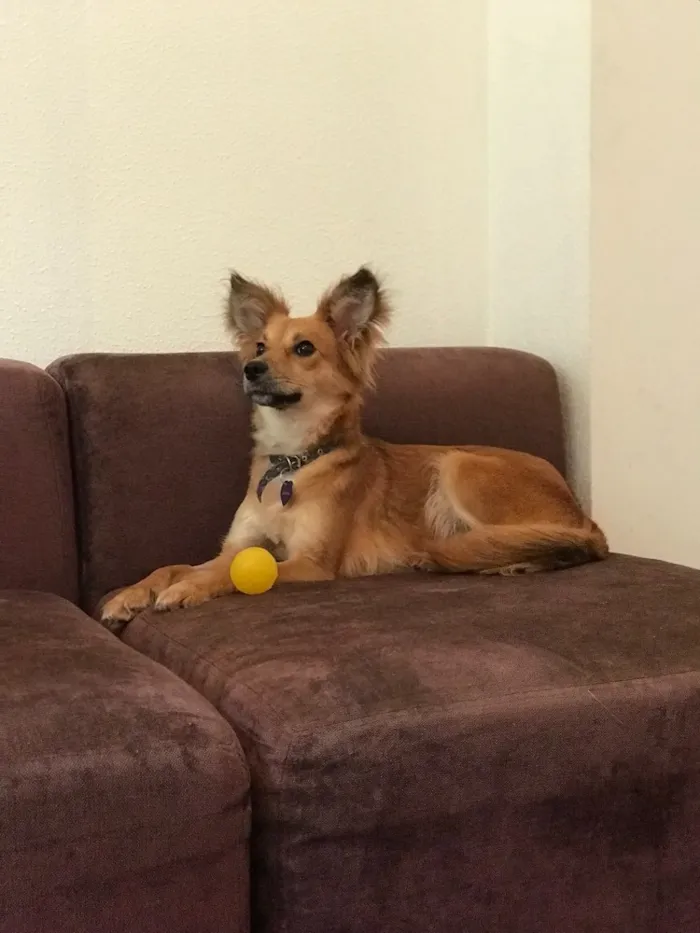Cachorro ra a SRD idade  nome Amendoa
