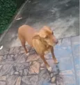 Mel 