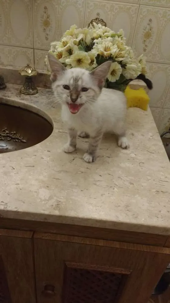 Gato ra a Srd idade Abaixo de 2 meses nome Sem nome