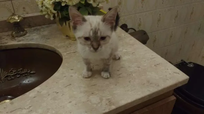 Gato ra a Srd idade Abaixo de 2 meses nome Sem nome