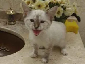 Gato raça Srd idade Abaixo de 2 meses nome Sem nome