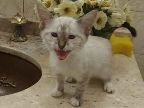 Gato ra a Srd idade Abaixo de 2 meses nome Sem nome