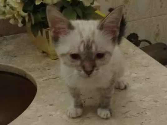 Gato ra a Srd idade Abaixo de 2 meses nome Sem nome