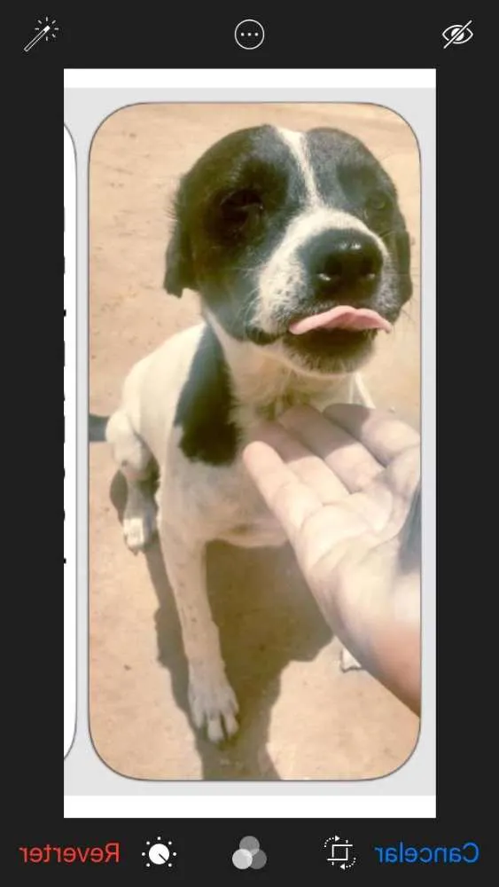 Cachorro ra a SRD idade 7 a 11 meses nome Luca 