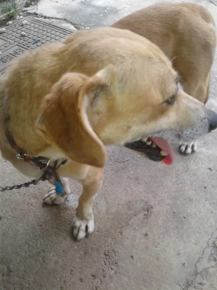 Cachorro ra a Indefinida  idade 3 anos nome Lhote