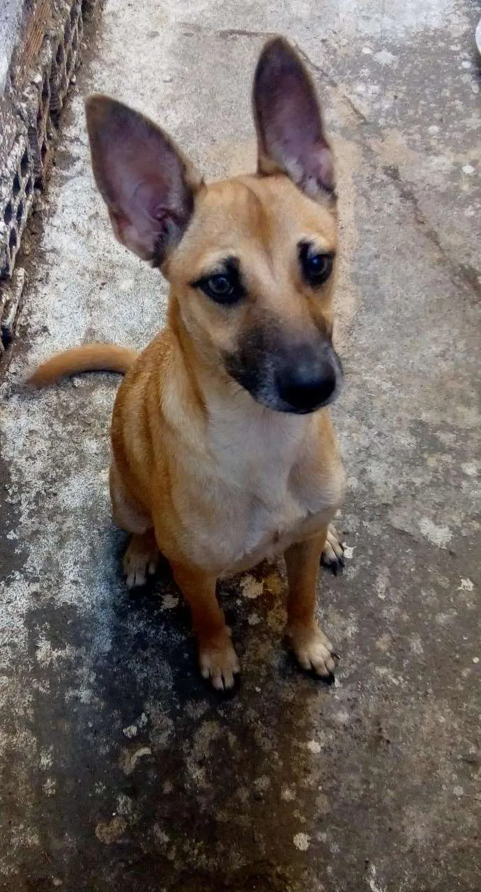 Cachorro raça Vira lata idade 2 a 6 meses nome Lili