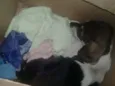 Bela