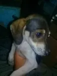 Bela