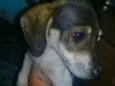 Bela
