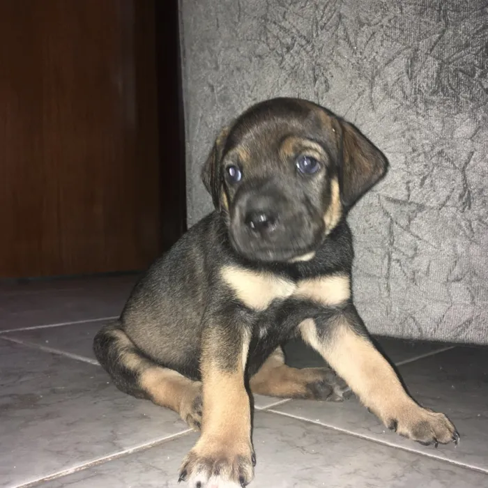 Cachorro ra a SDR idade Abaixo de 2 meses nome Marrom