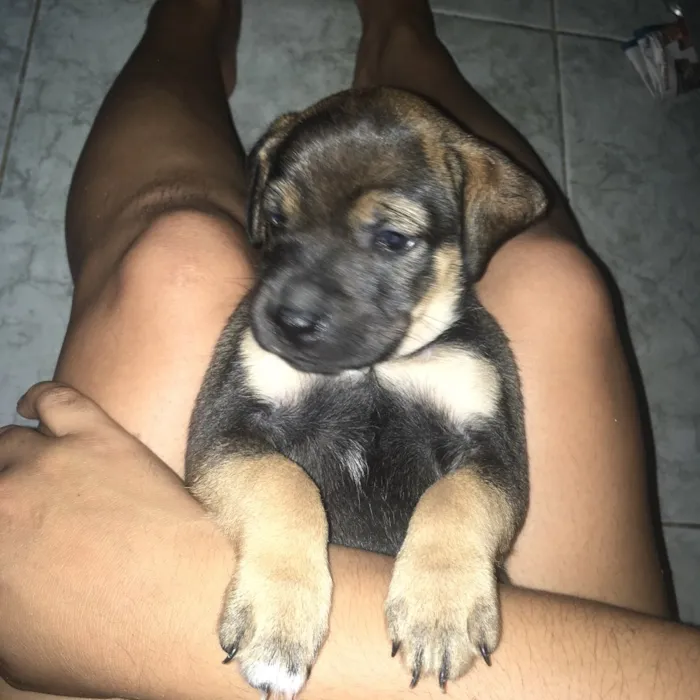 Cachorro ra a SDR idade Abaixo de 2 meses nome Marrom