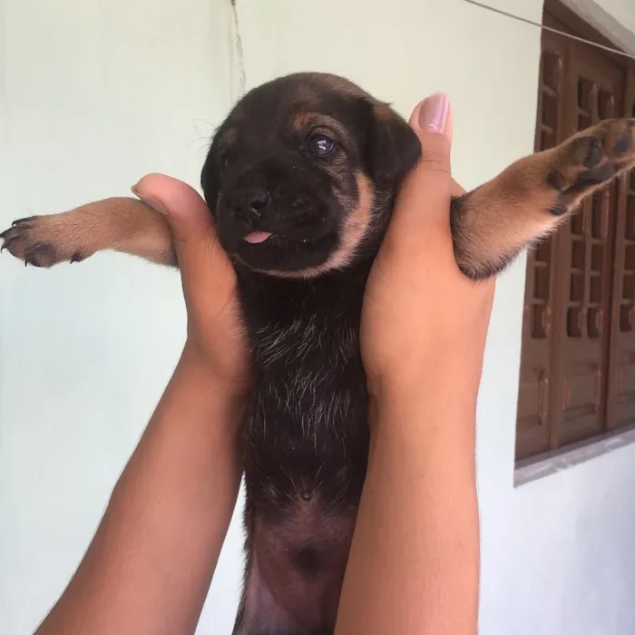 Cachorro ra a SDR idade Abaixo de 2 meses nome Marrom