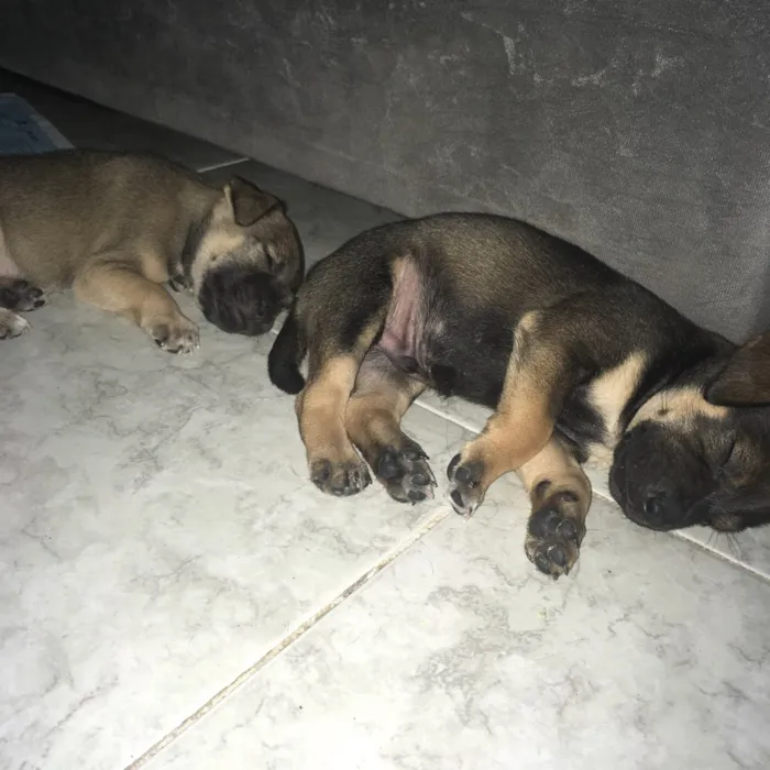 Cachorro ra a SDR idade Abaixo de 2 meses nome Marrom