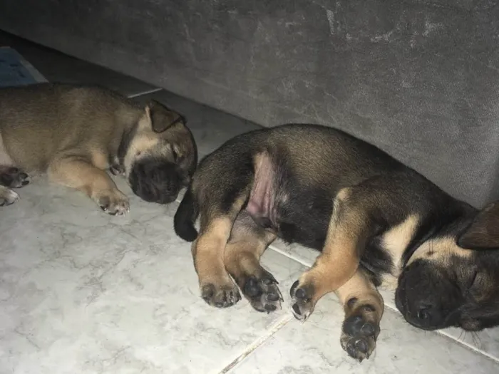 Cachorro ra a SDR idade Abaixo de 2 meses nome Marrom