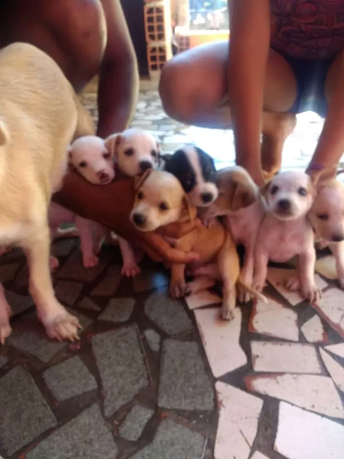 Cachorro ra a Mistiso idade 2 a 6 meses nome Cachorros filhotes