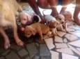 Cachorros filhotes