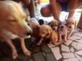 Cachorros filhotes
